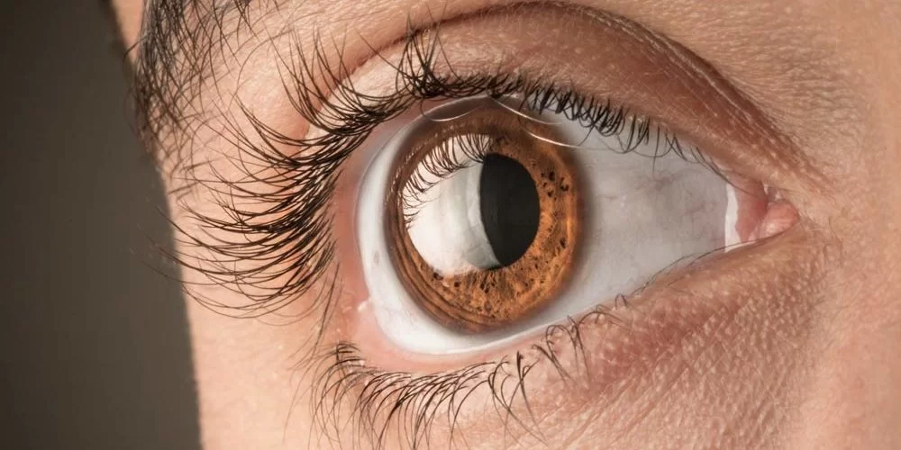 Cornea_web-1000×500-1